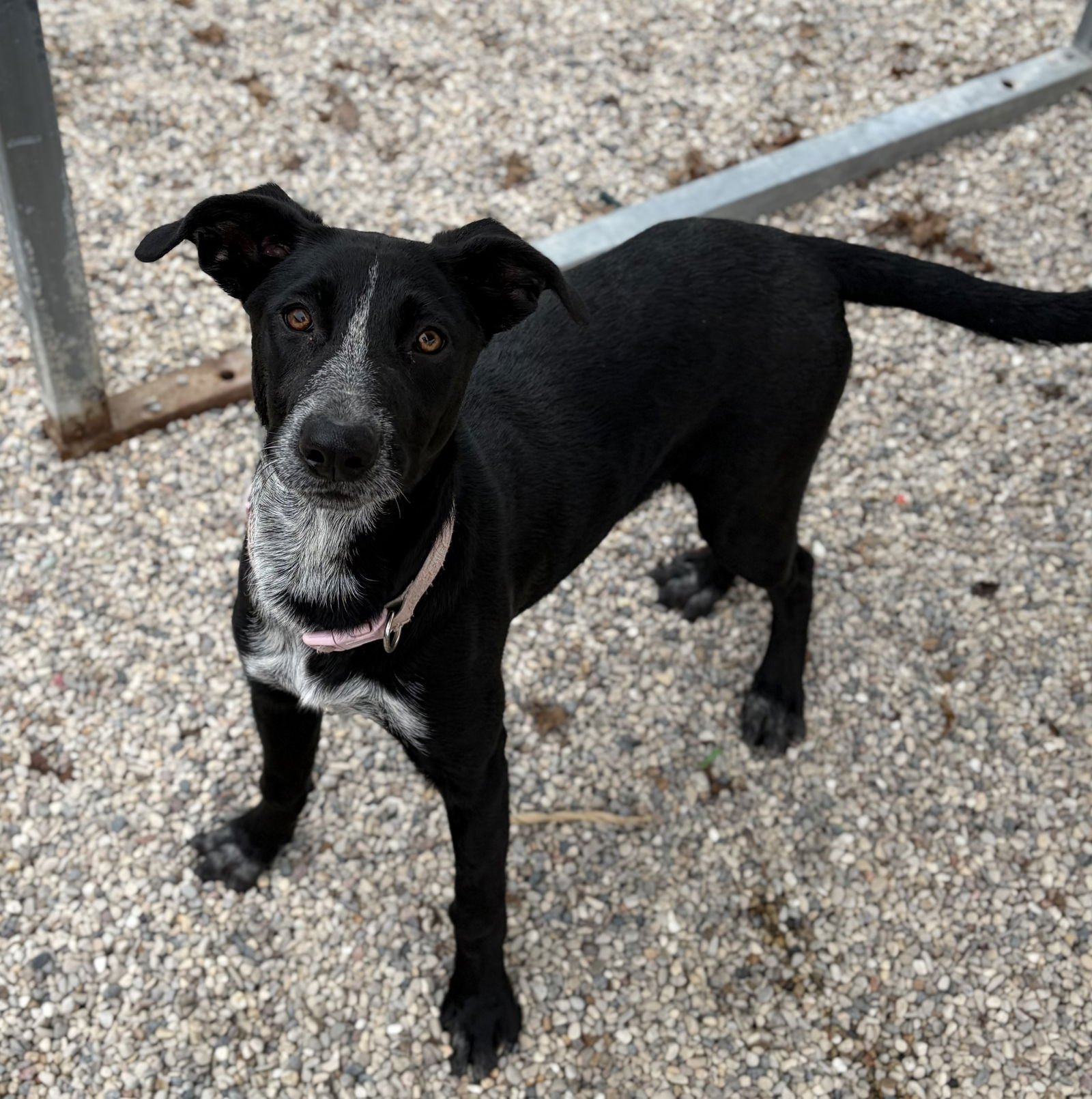 SUGAR - ADOPTION FEE SPONSORED! - Labrador Retriever available for adoption