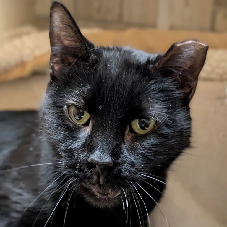 Harper - Reduced Fee! Image