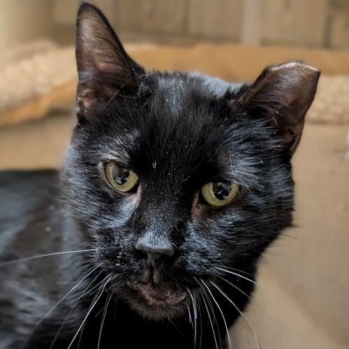 HARPER - REDUCED FEE! - Domestic Short Hair available for adoption