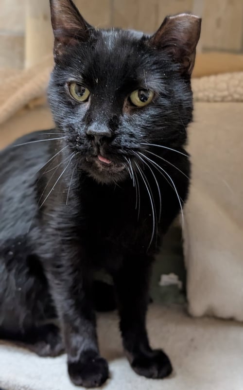 HARPER - REDUCED FEE! - Domestic Short Hair available for adoption