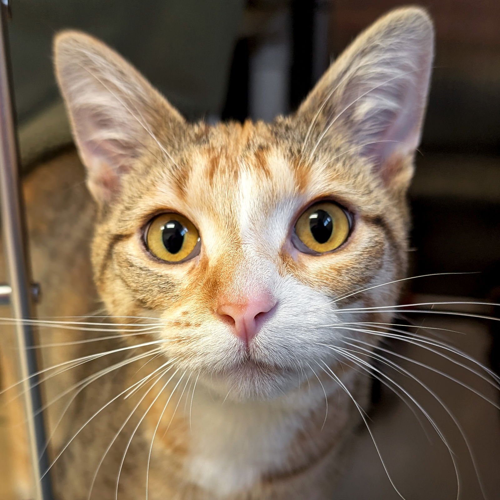 LOVEY - Domestic Short Hair available for adoption