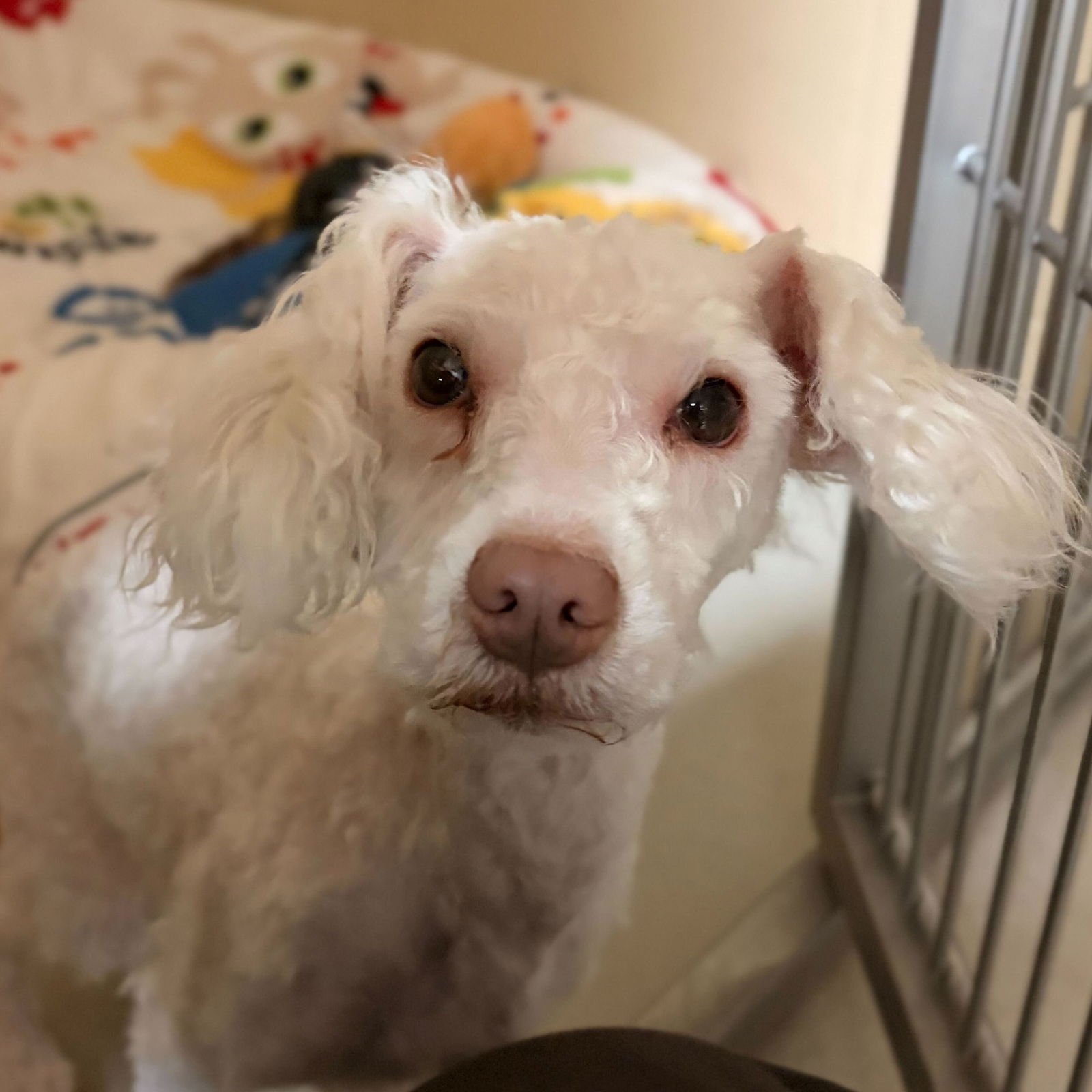 MOJITO - Poodle (Miniature) available for adoption