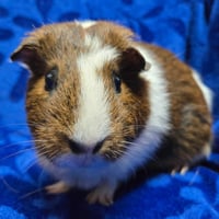 Post It - Name Your Own Adoption Fee! - Photo 1