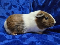 Post It - Name Your Own Adoption Fee! - Photo 2