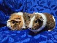 Post It - Name Your Own Adoption Fee! - Photo 3
