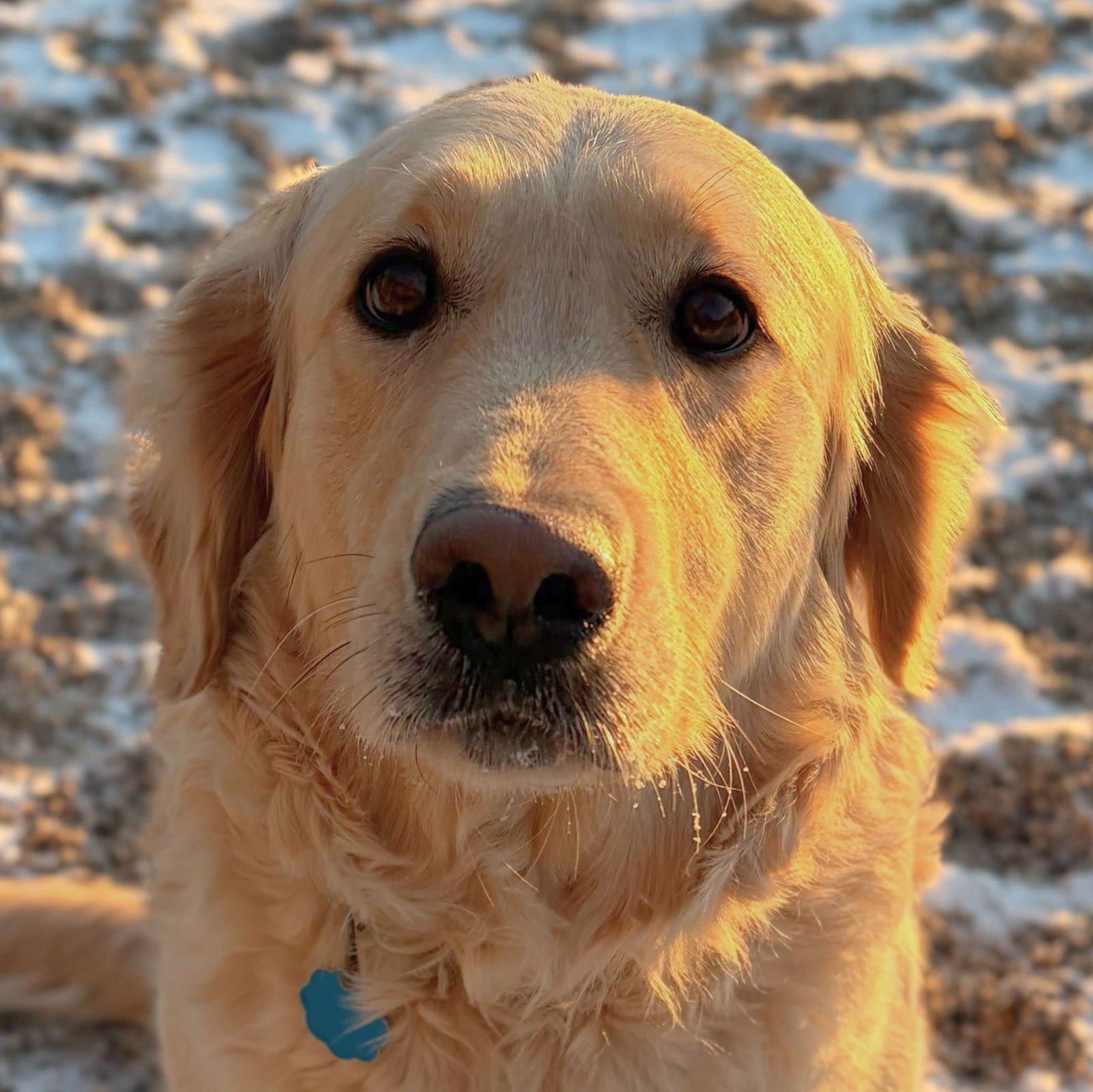 SOPHIE - Golden Retriever available for adoption