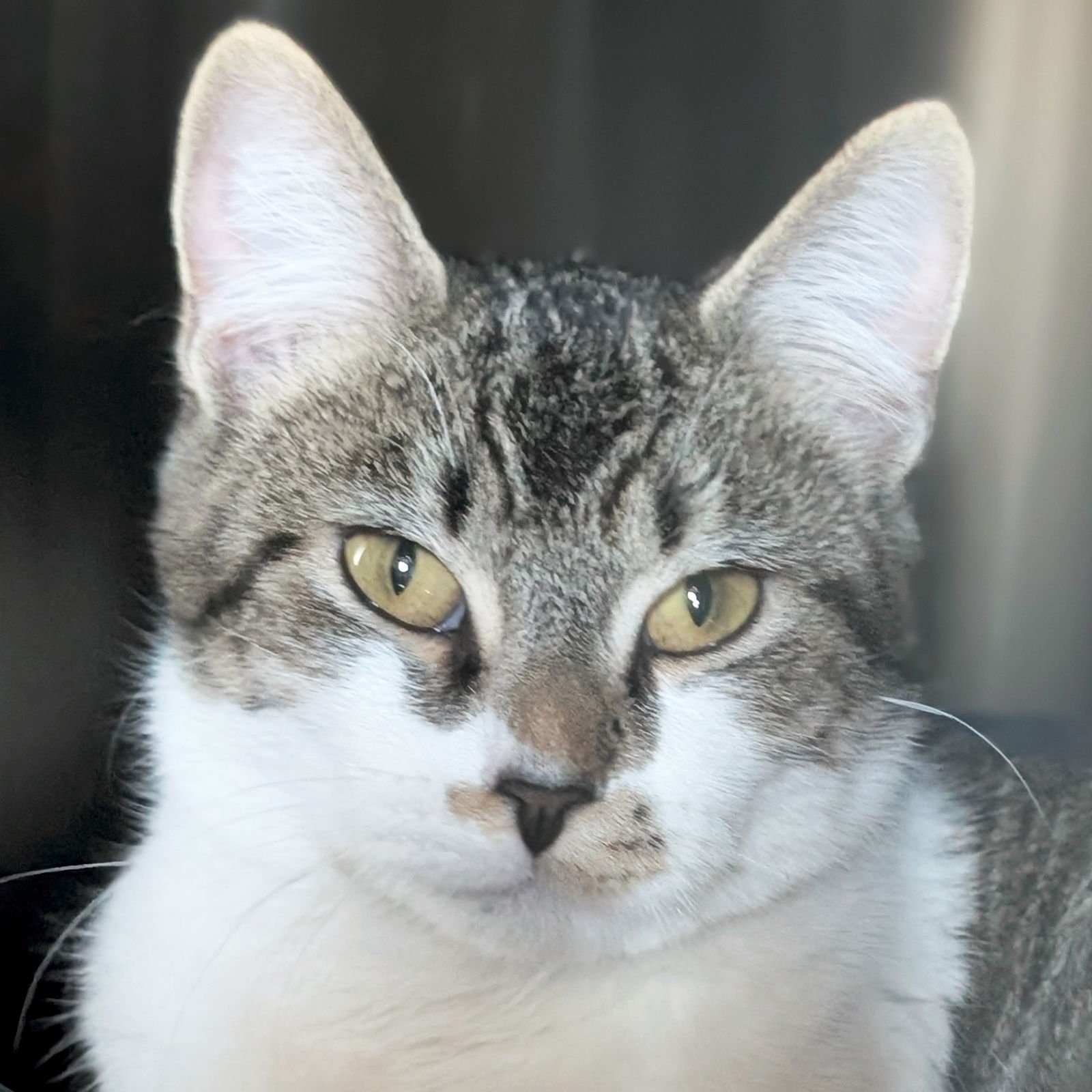 SMORES - Domestic Short Hair available for adoption