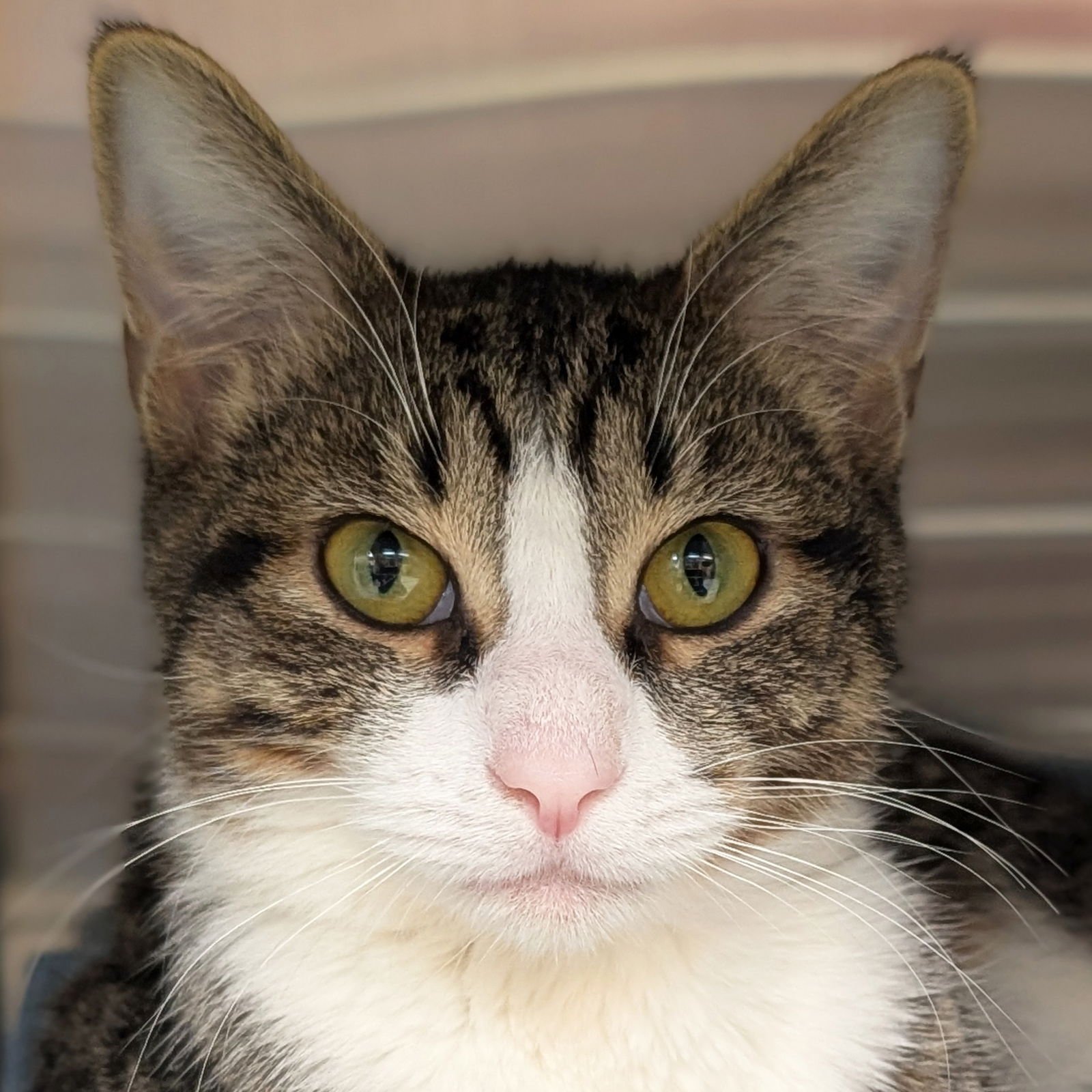 DANNY - Domestic Short Hair available for adoption