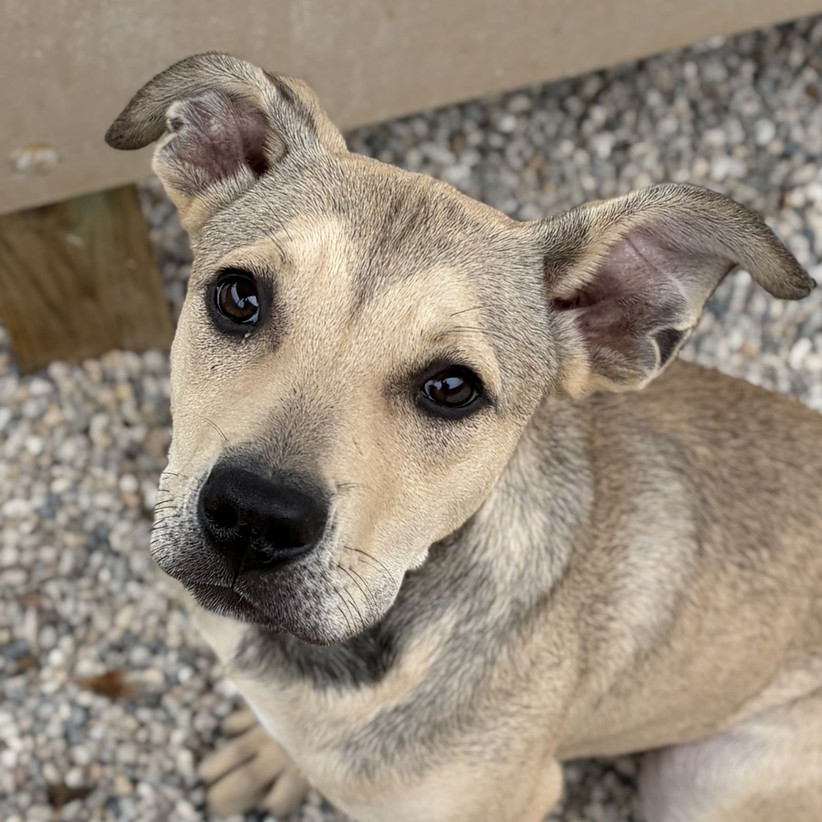 ELMIRA - Terrier available for adoption