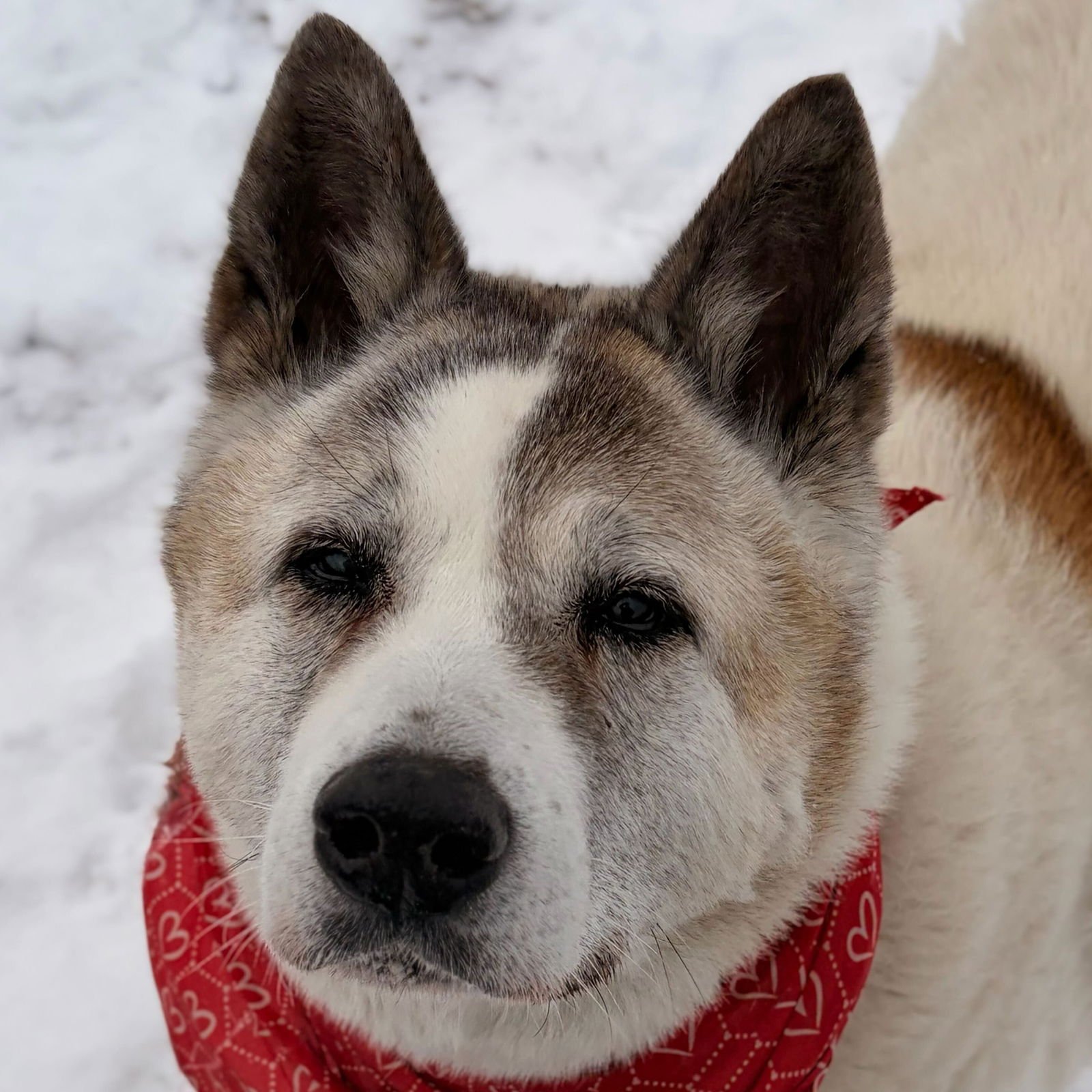 SPRING - Akita available for adoption