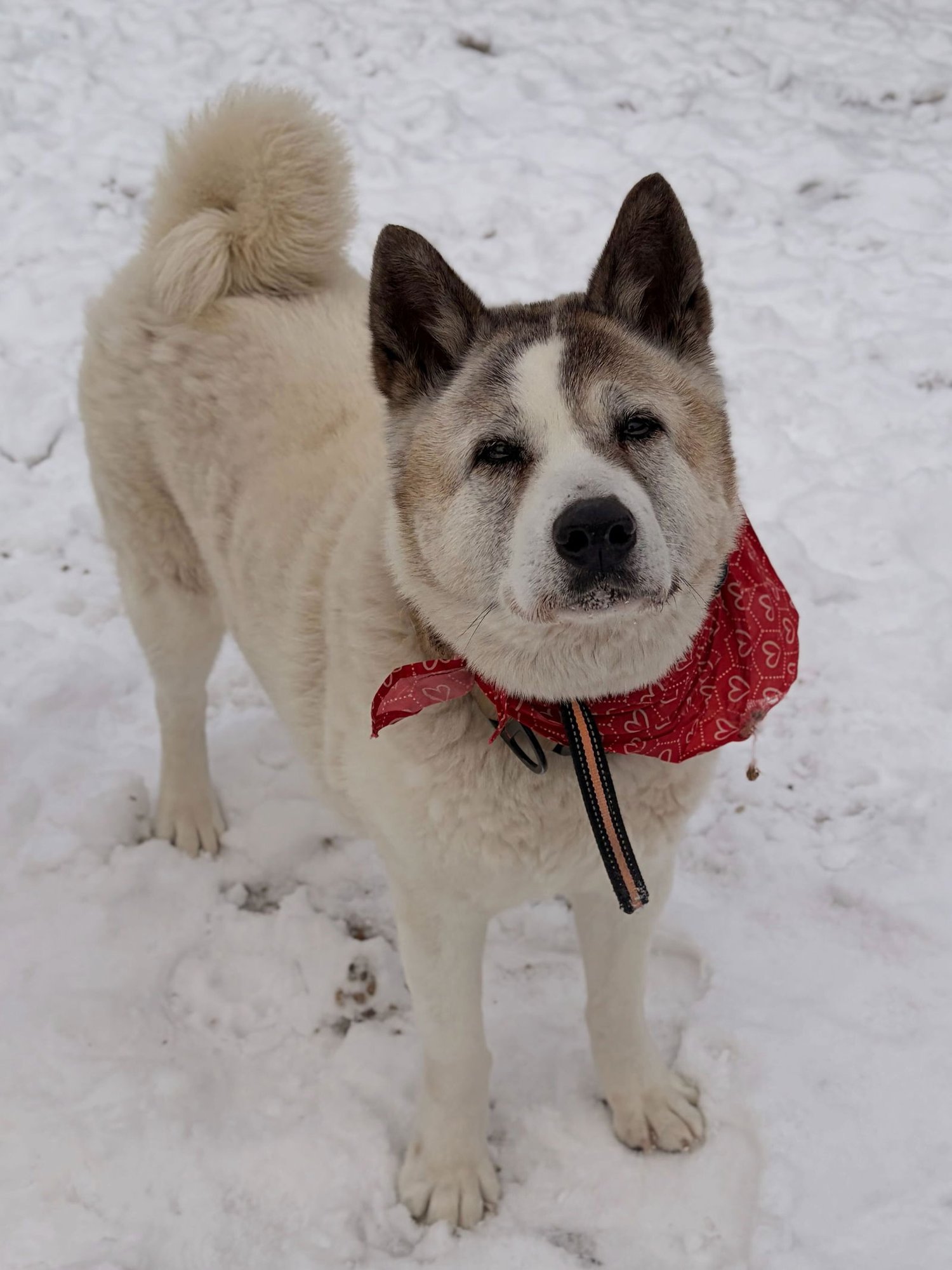 SPRING - Akita available for adoption