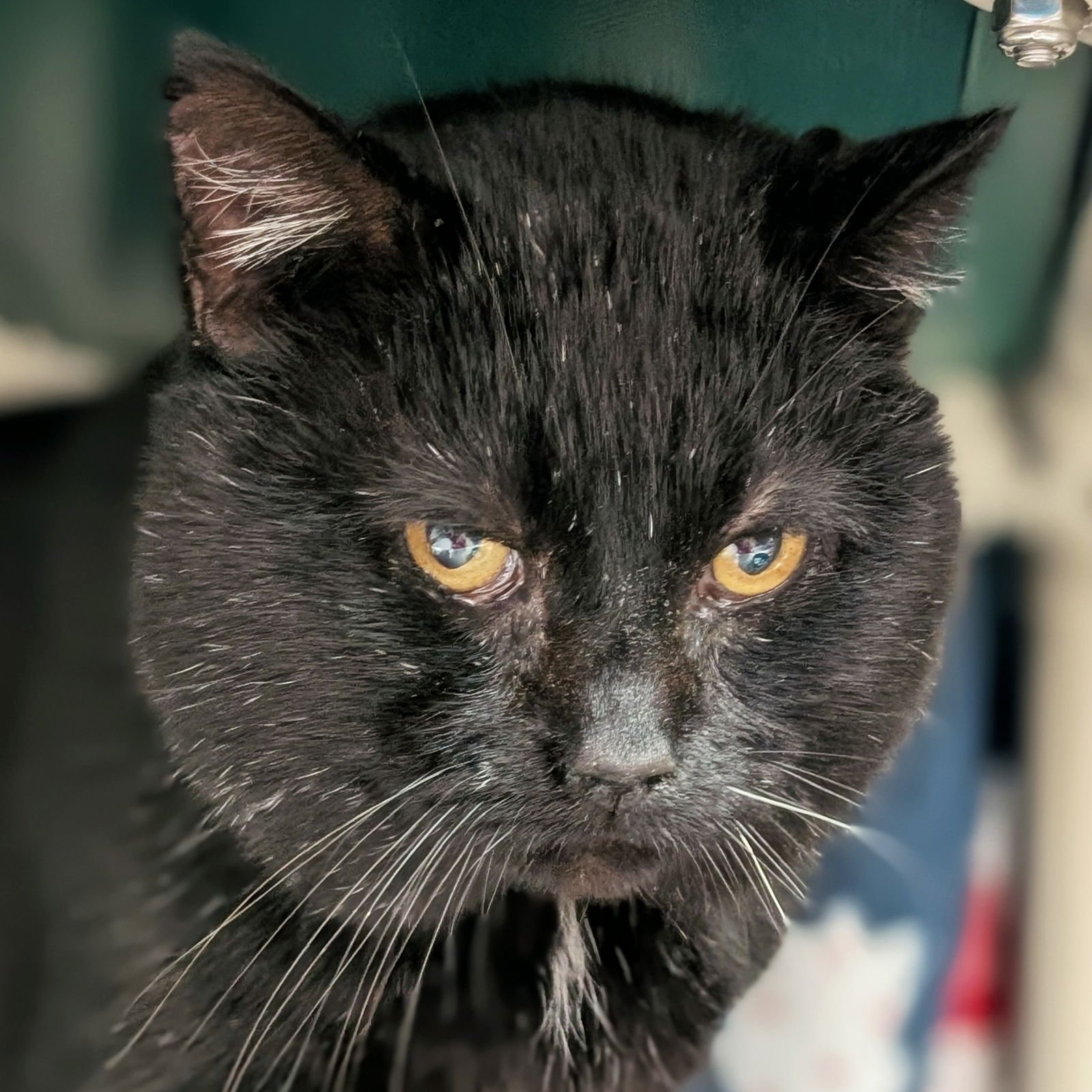 ROCCO - Domestic Short Hair available for adoption