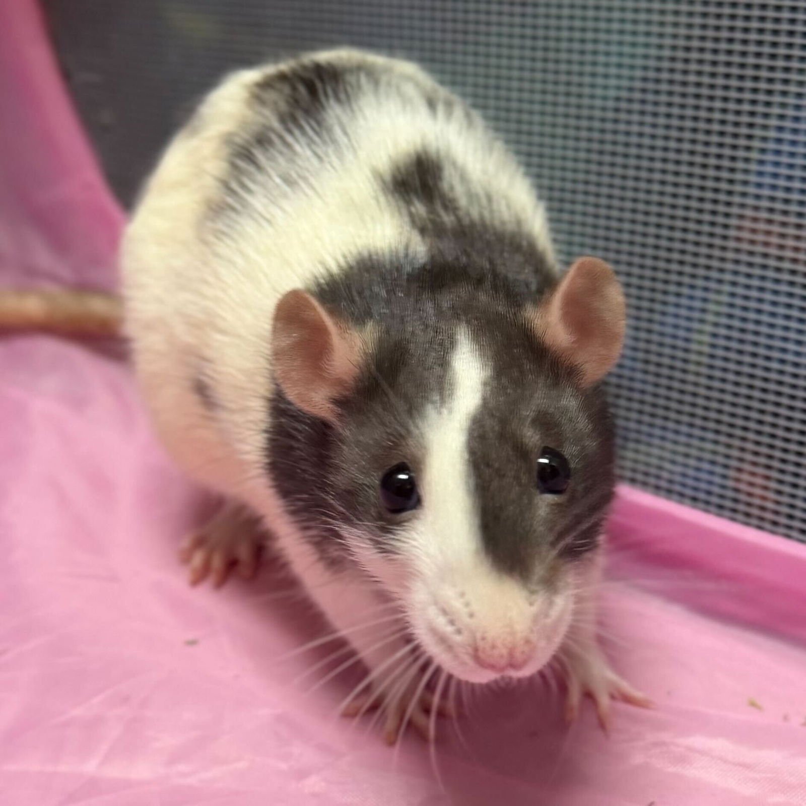 LEENA - NAME YOUR OWN ADOPTION FEE! - Rat available for adoption