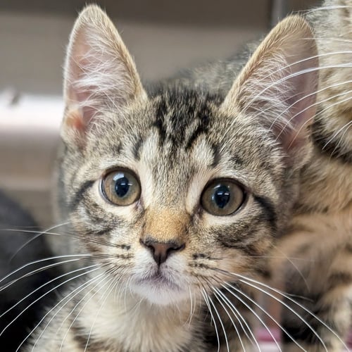 COOKIE DOUGH - Domestic Short Hair available for adoption