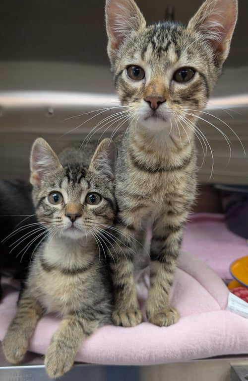 COOKIE DOUGH - Domestic Short Hair available for adoption