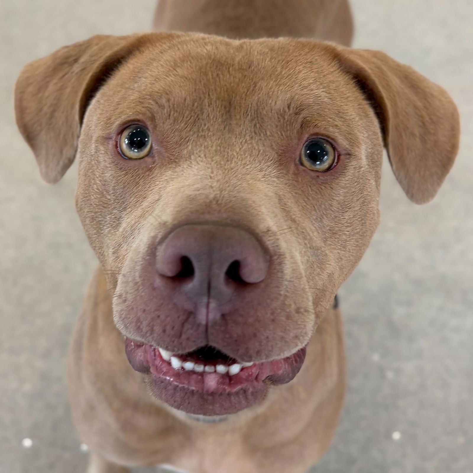 KHIDRI - NAME YOUR OWN ADOPTION FEE!