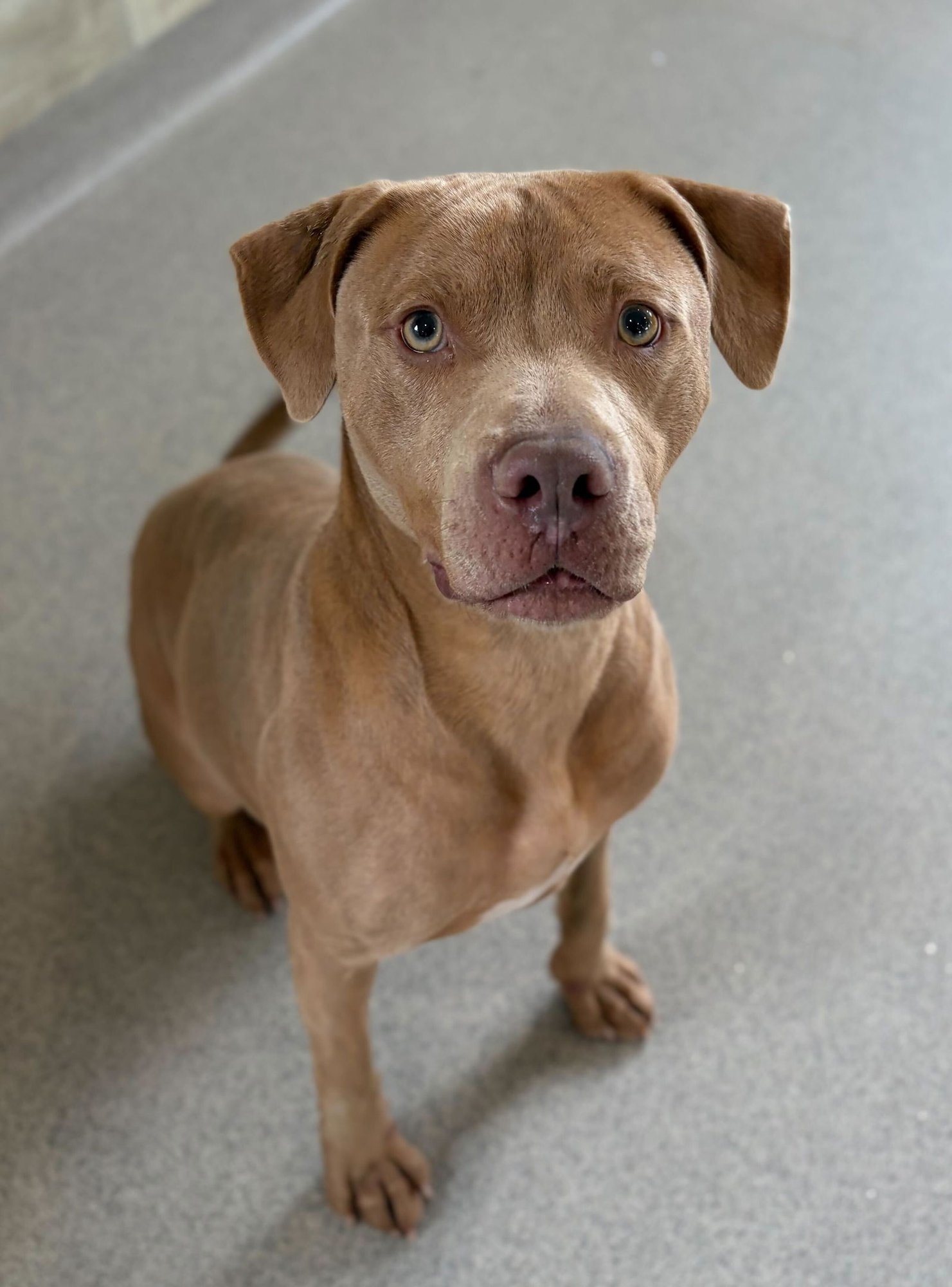 KHIDRI - NAME YOUR OWN ADOPTION FEE! - Terrier available for adoption