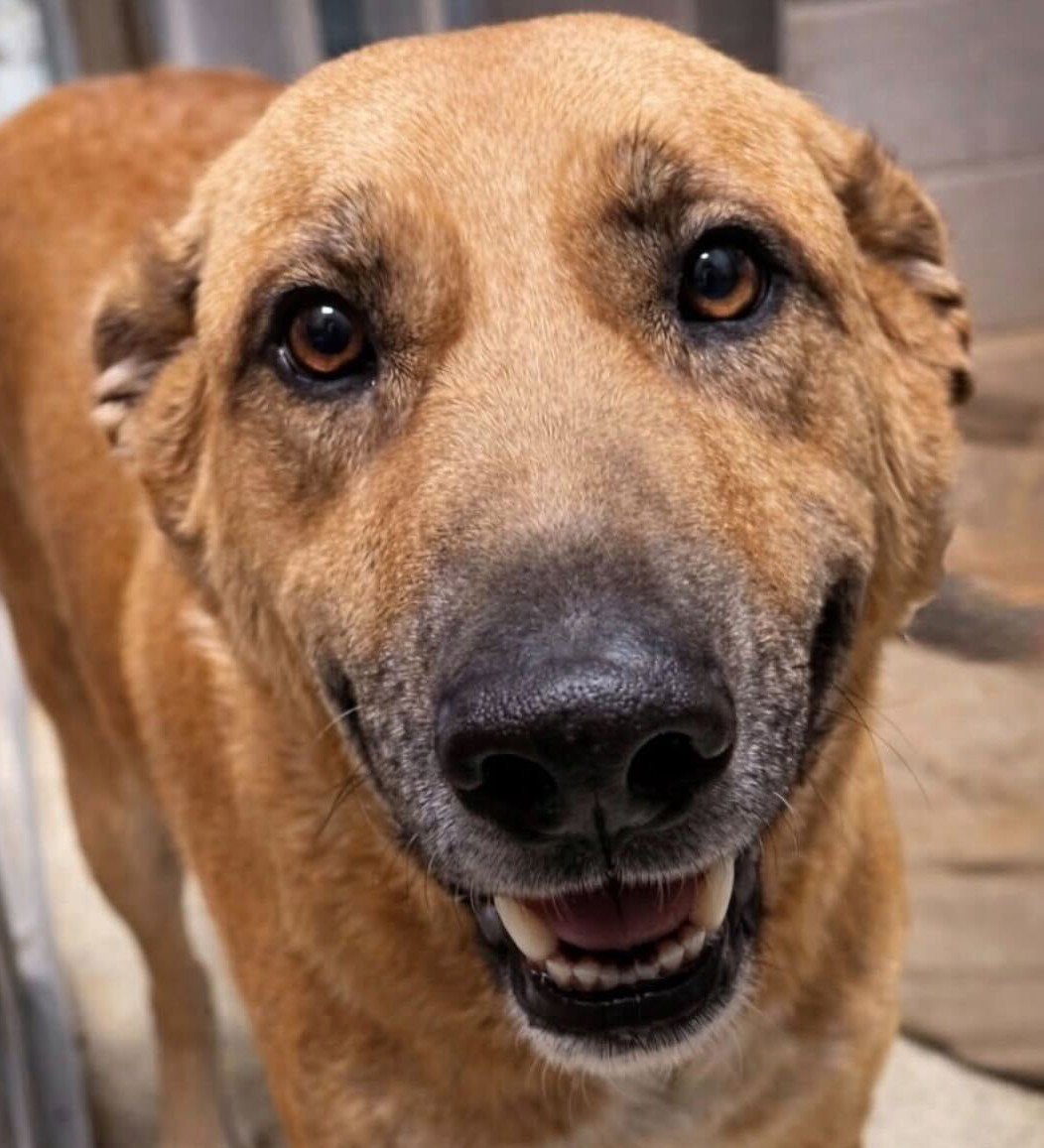 FAYLEE - Shepherd available for adoption