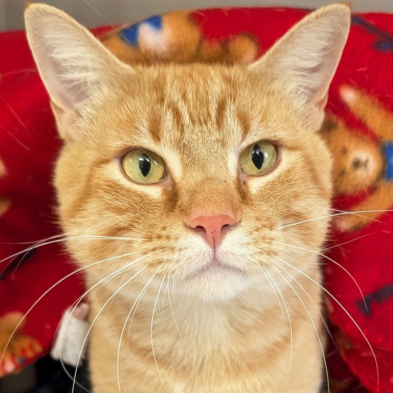 Putter - Name Your Own Adoption Fee! Image