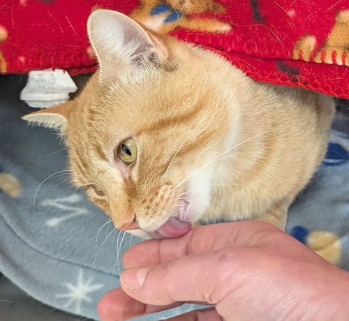 PUTTER - NAME YOUR OWN ADOPTION FEE! - Domestic Short Hair available for adoption
