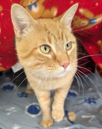 Putter - Name Your Own Adoption Fee! - Photo 4