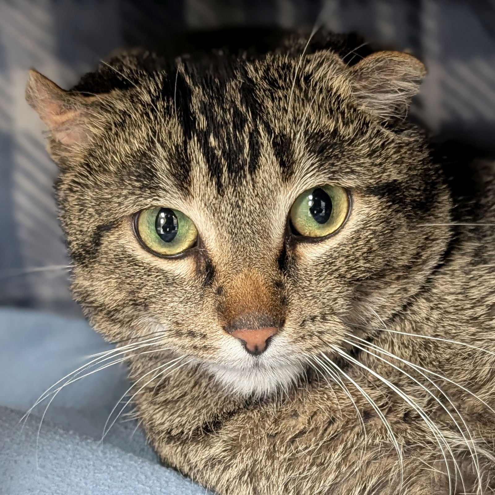 HULK - Domestic Short Hair available for adoption