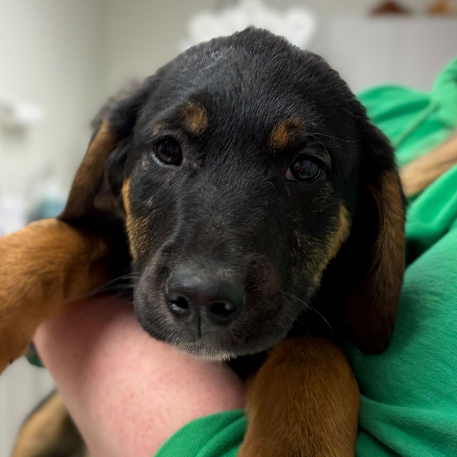 REESES - Hound available for adoption