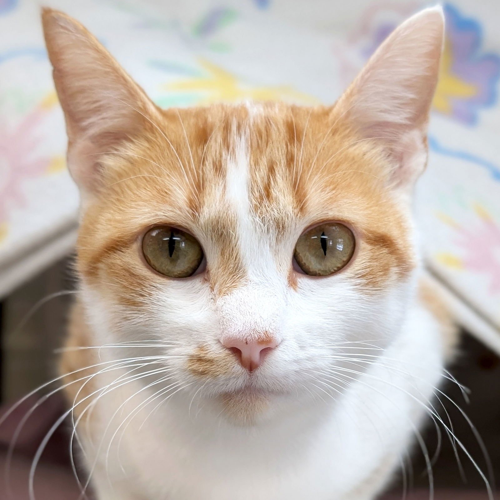 VELOCITY - ADOPTION FEE PAID! - Domestic Short Hair available for adoption