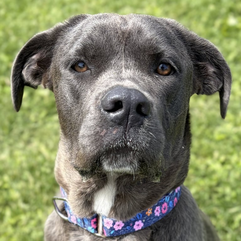 Williamette - Name Your Own Adoption Fee! Image