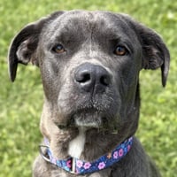 Williamette - Name Your Own Adoption Fee! - Photo 1