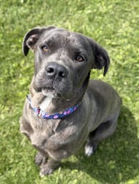 Williamette - Name Your Own Adoption Fee! - Photo 2