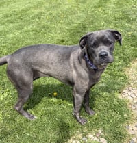 Williamette - Name Your Own Adoption Fee! - Photo 3