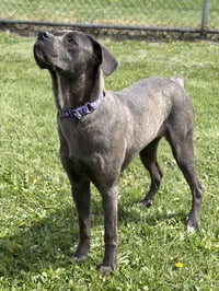 Williamette - Name Your Own Adoption Fee! - Photo 4