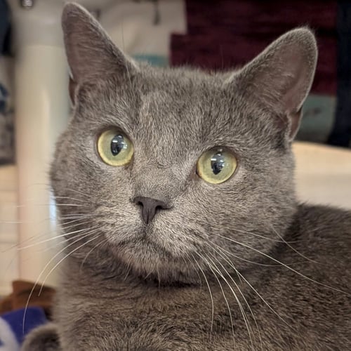 CROCHET - Domestic Short Hair available for adoption