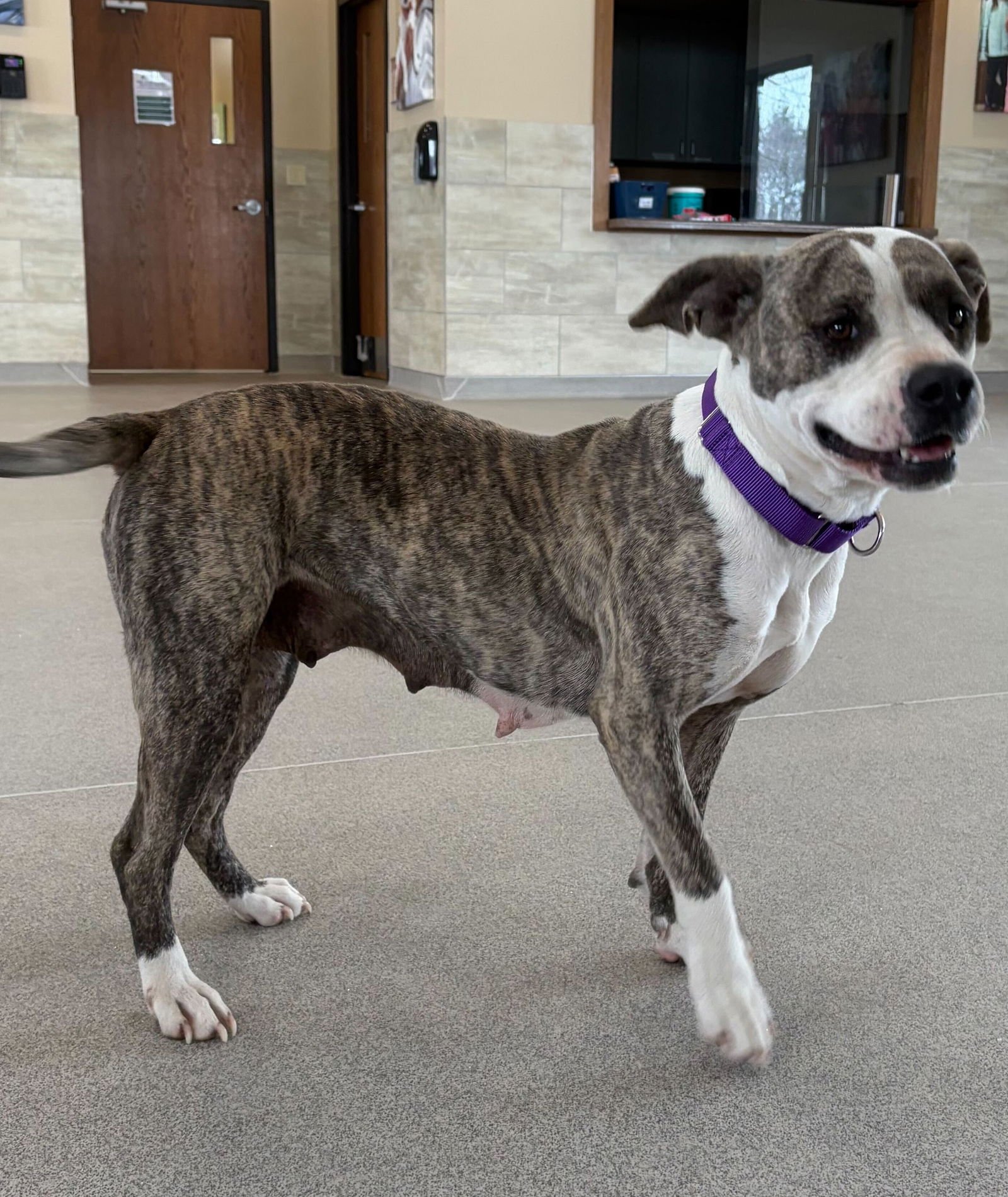 MILLIE - ADOPTION FEE PAID! - Terrier available for adoption