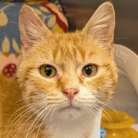 Bingo Bango - Photo 1