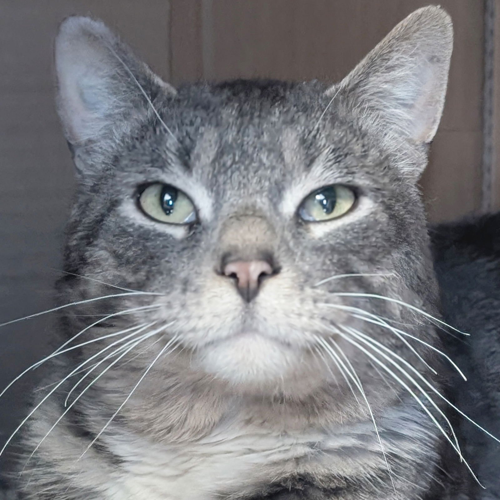 SIR ISAAC MEWTON - Domestic Short Hair available for adoption