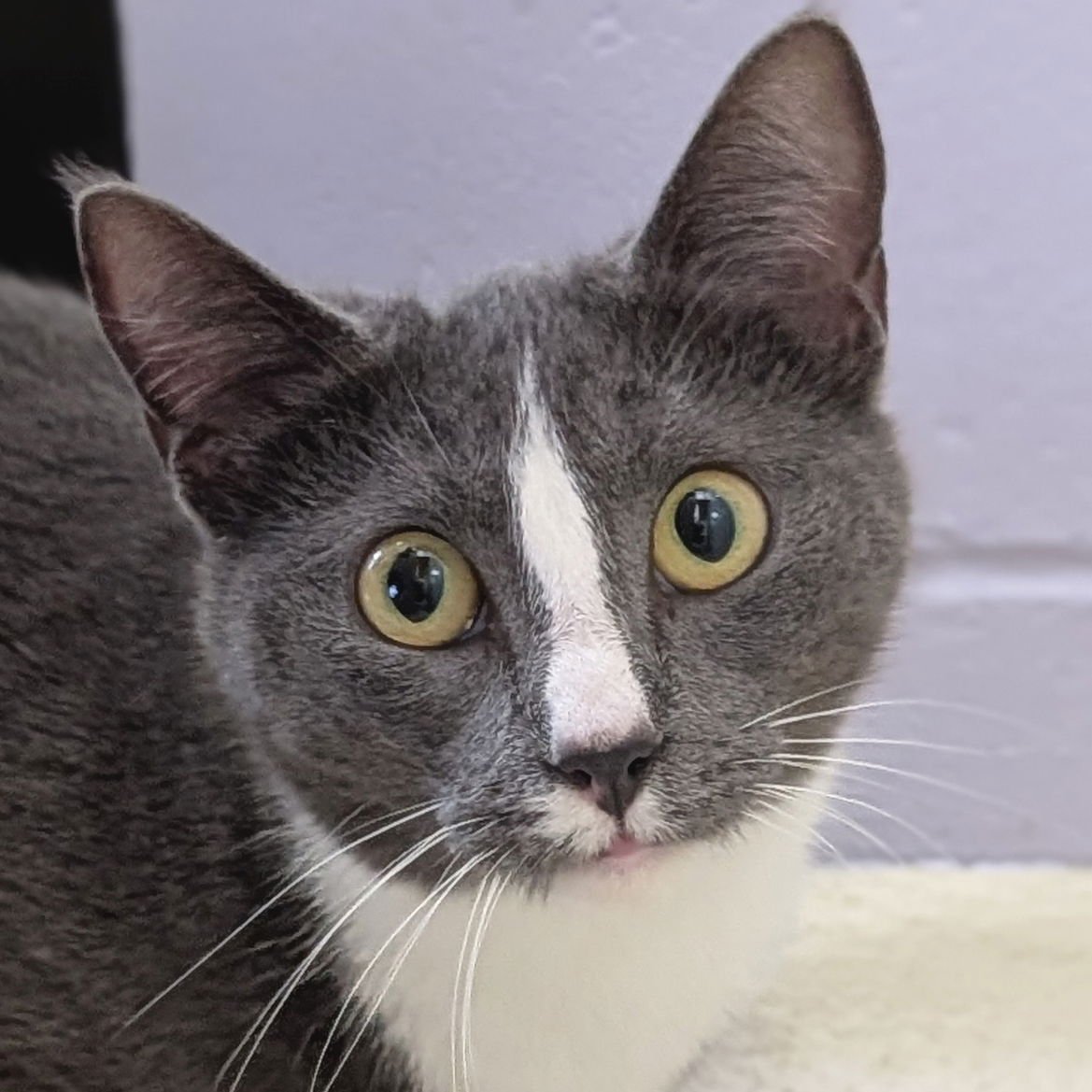 EMBURY - NAME YOUR OWN ADOPTION FEE! - Domestic Short Hair available for adoption
