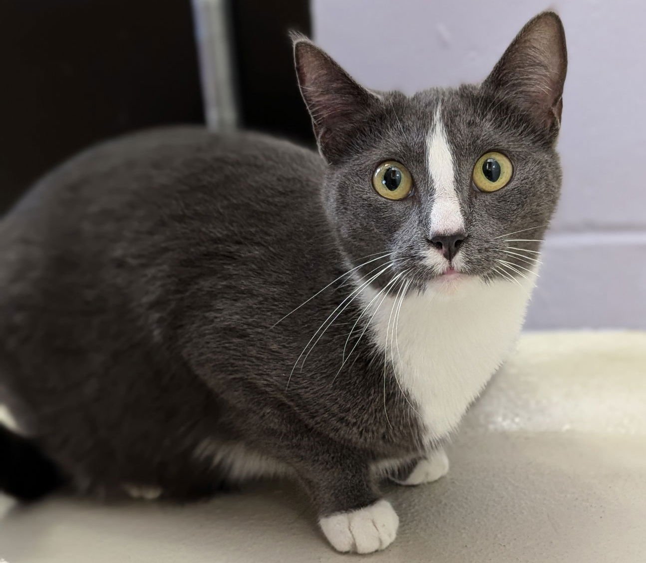 EMBURY - NAME YOUR OWN ADOPTION FEE! - Domestic Short Hair available for adoption