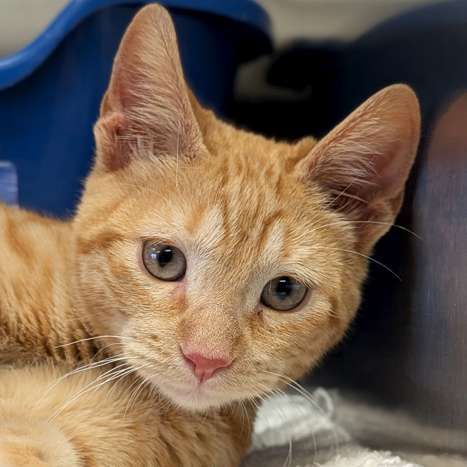 QUESO - Domestic Short Hair available for adoption