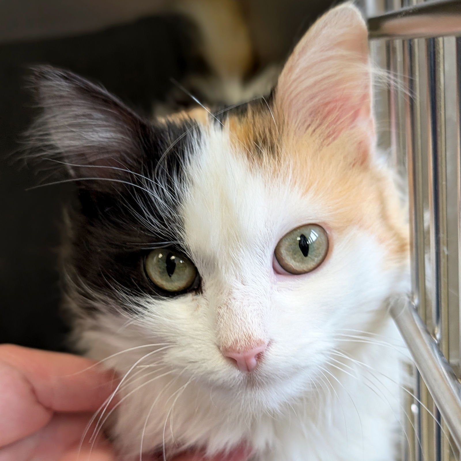 BO PEEP - Domestic Long Hair available for adoption