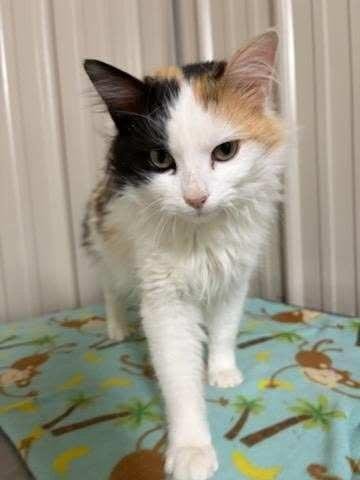 BO PEEP - Domestic Long Hair available for adoption