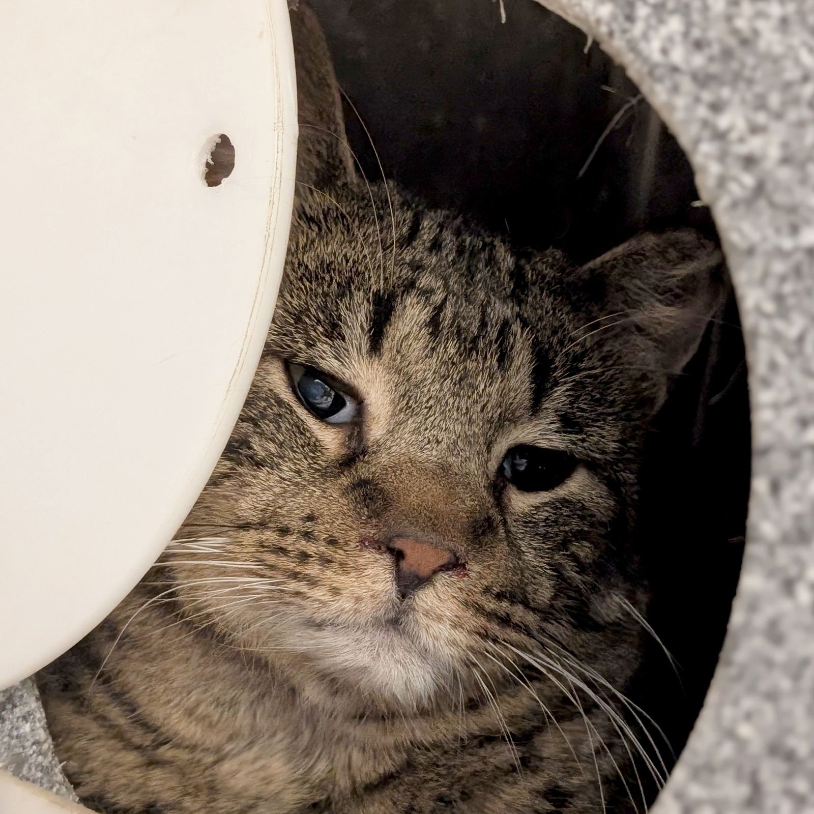 MILLS - WORKING CAT! - Domestic Short Hair available for adoption