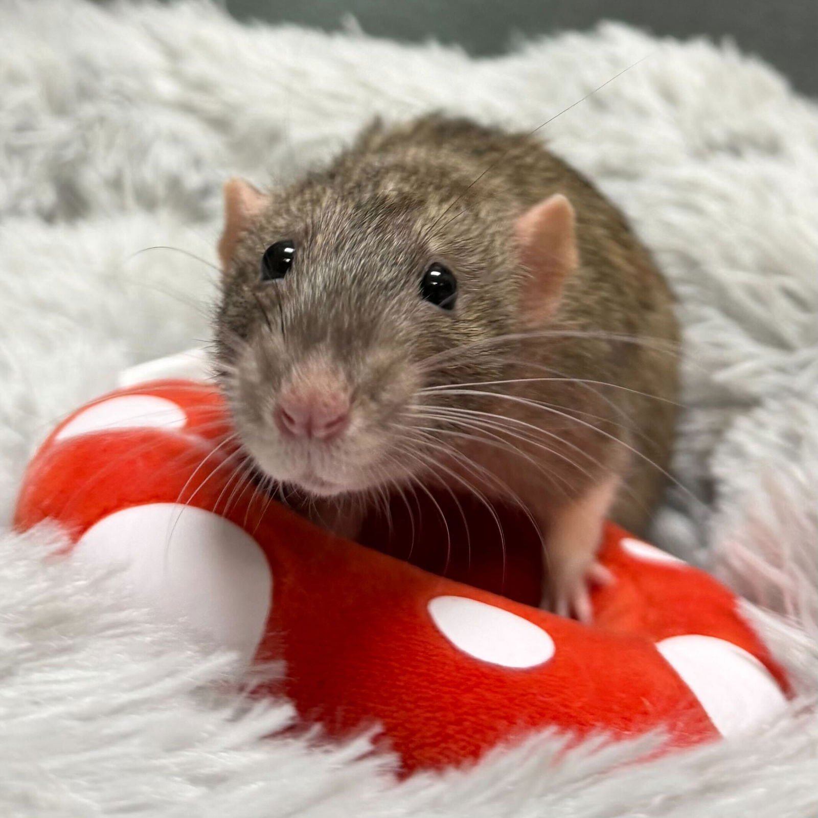 GUSTO - Rat available for adoption