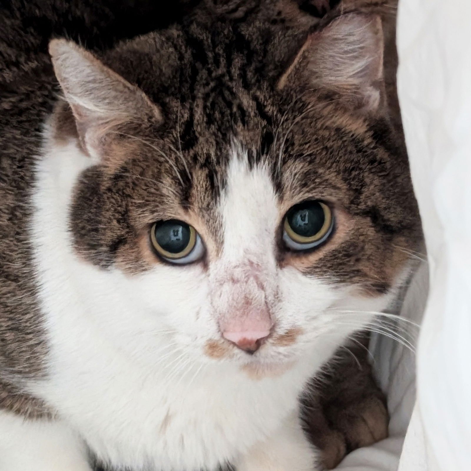 KORTH - WORKING CAT! - Domestic Short Hair available for adoption