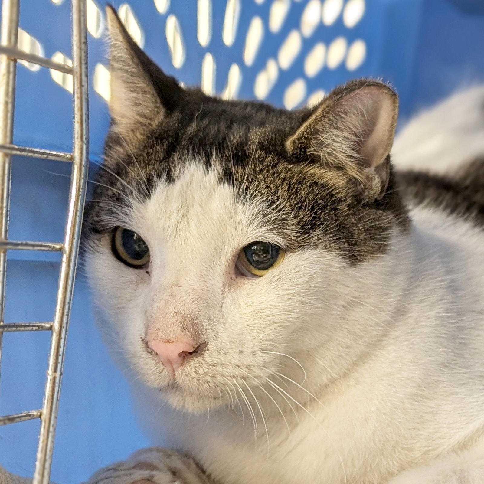 HILLS - WORKING CAT! - Domestic Short Hair available for adoption