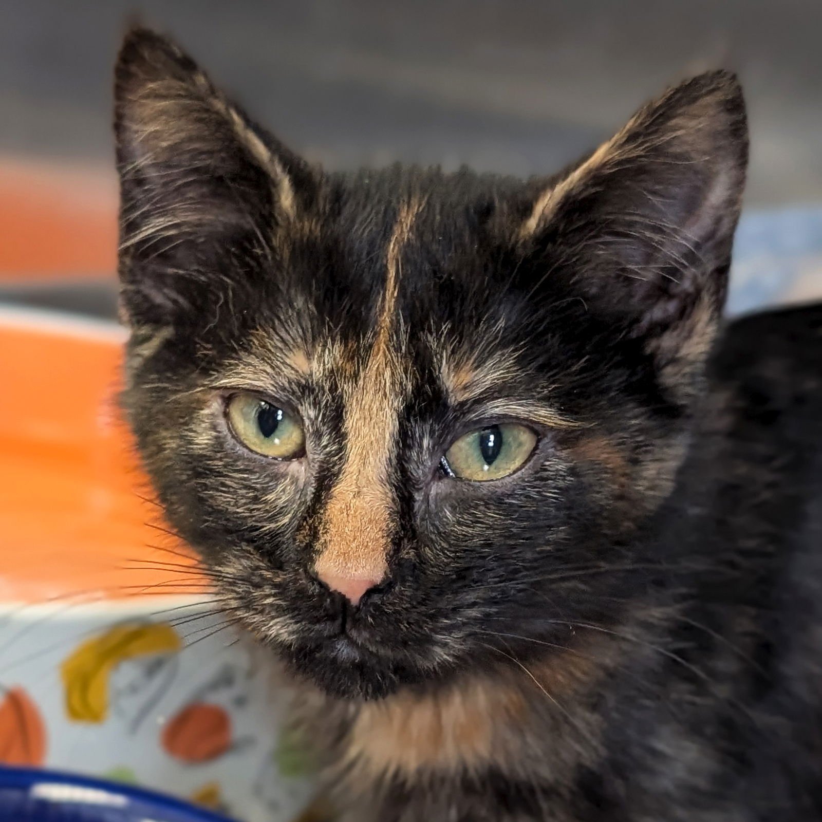 CINDY LOU WHO - Domestic Short Hair available for adoption