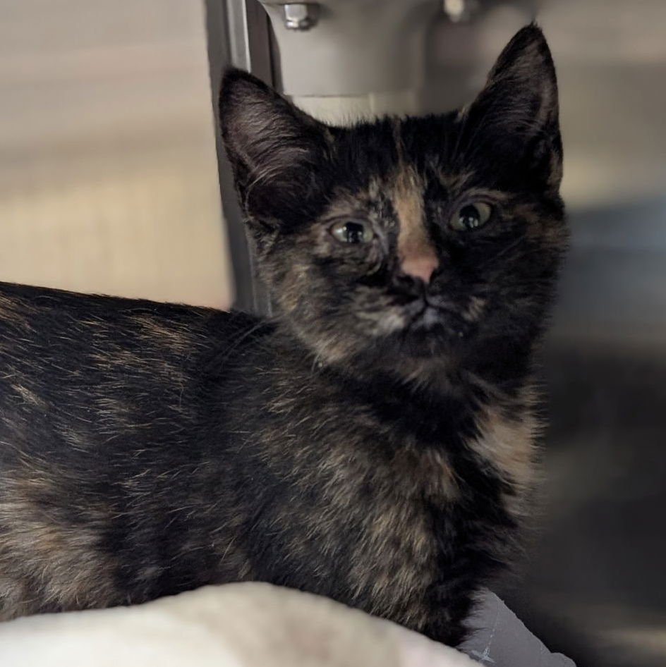 CINDY LOU WHO - Domestic Short Hair available for adoption