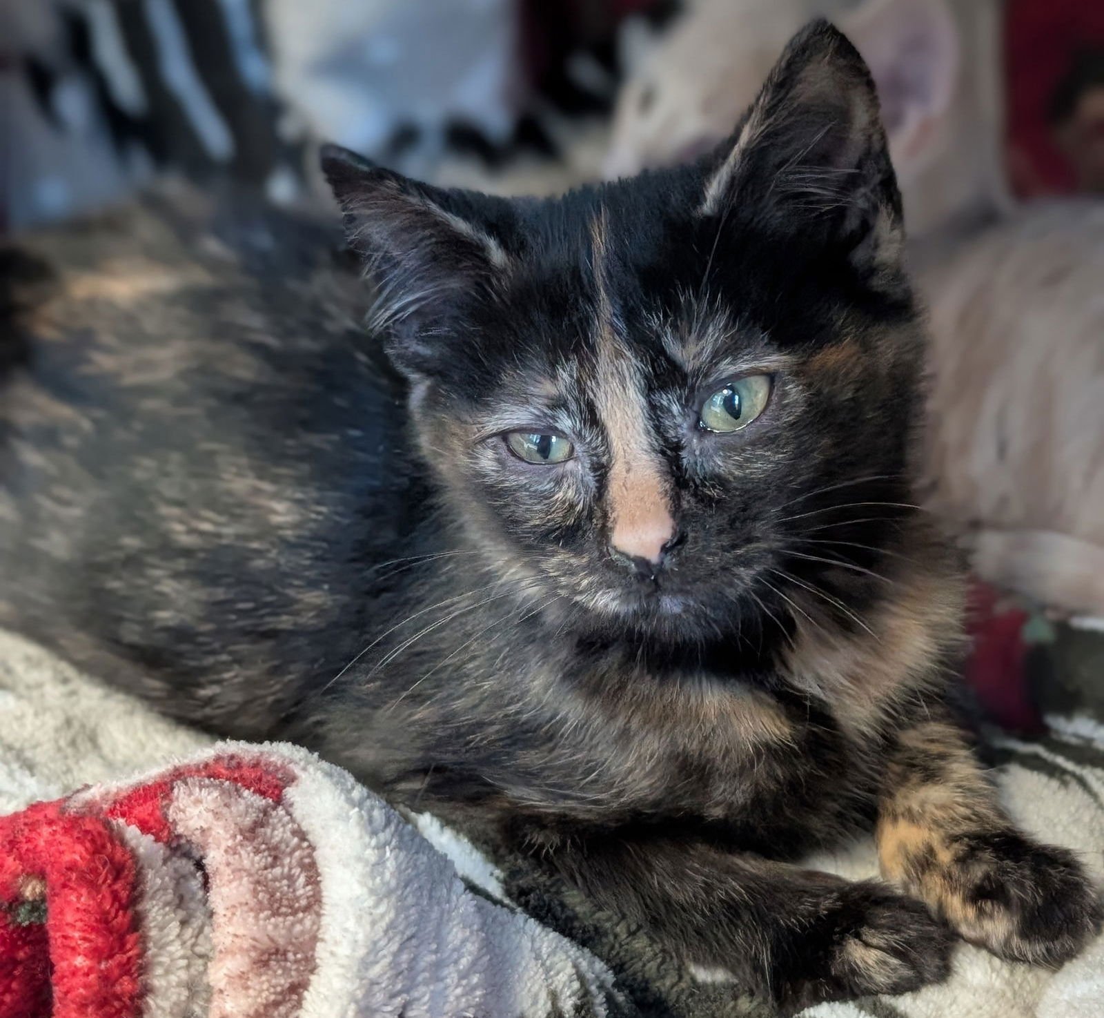 Cindy Lou Who - Photo 3