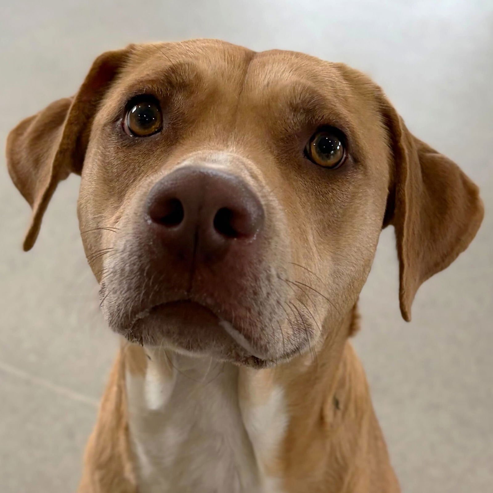 CAPRI SUN - ADOPTION FEE PAID! - Labrador Retriever available for adoption